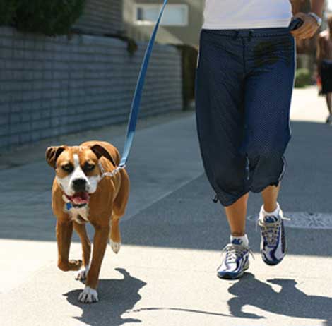 Responsible dog owners who clean up after their pet during a walk are also helping prevent pollutants from reaching water.