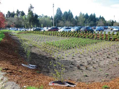 A rain garden on Cheyenne Street, one of the entrances to Cheney Stadium, is part of a city of Tacoma stormwater control project thatâ€™s being finished this fall. (Courtesy photo/Greenroads) 