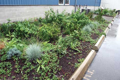 Lush vegetation is part of rain gardens at Totem Ocean Trailer Express facility that help filter stormwater before it enters Commencement Bay.