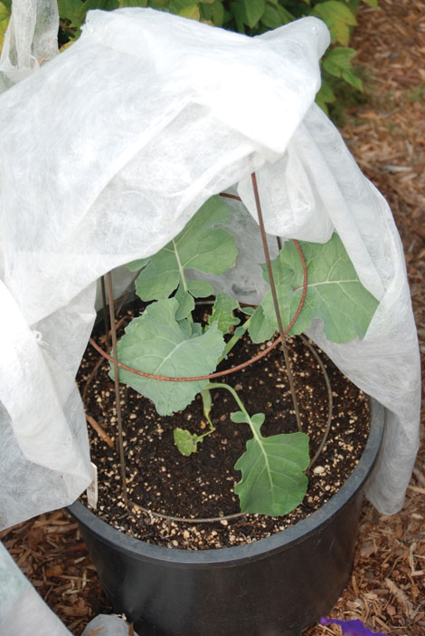 Covering plants with floating row covers allow air, light and water through but keep plant-damaging insects at bay.