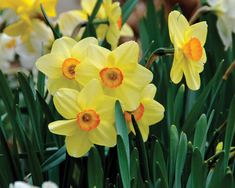 Plant daffodils and other spring flowering bulbs in the fall for extra color next spring. (Melinda Myers/courtesy photo)