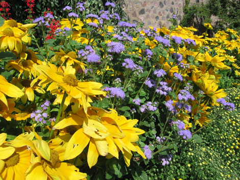 Rudbeckia â€œPrairie Sunâ€ and Ageratum â€œBlue Horizonâ€ are examples of low-maintenance flowers that add color to gardens.