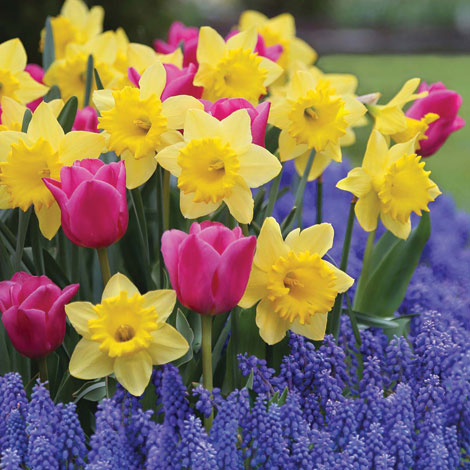 Planting bulbs now will bring colorful rewards, such as daffodils, next spring.