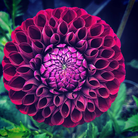 For green thumbs, dahlias come in all shapes, sizes and colors