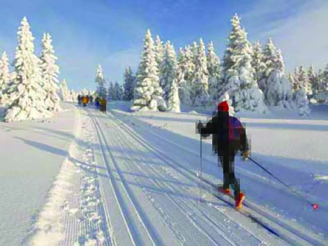 Go for the snow