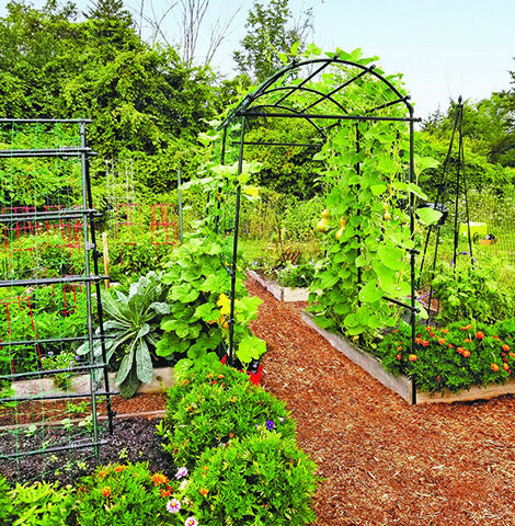 Homegrown vegetables: Plan, rotate crops, and enjoy