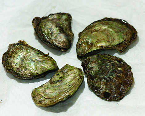 Nutrition study digs Washingtonâ€™s oysters