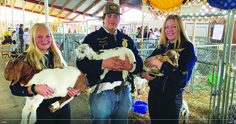 Head on out to the county fair