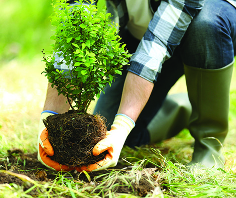 Planting a tree is like give communities and the environment a hug