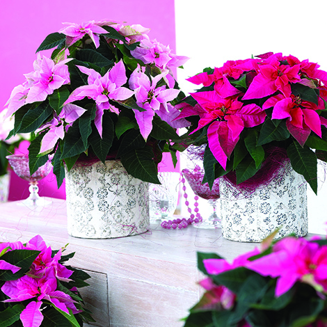 Some twists on poinsettias for the holidays