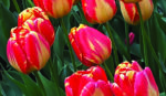 Tulip Festival in living color