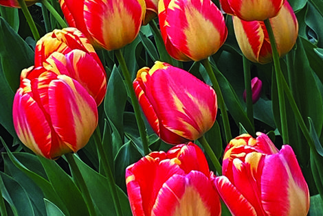 Tulip Festival in living color
