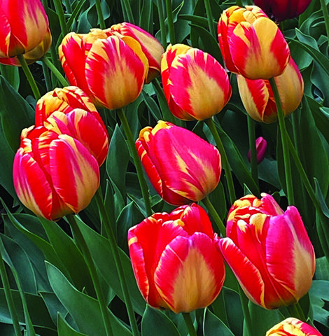 Tulip Festival in living color