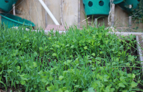Right crops give gardens good cover in fall and winter