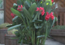 Outdoor spaces are brighter with flowering containers