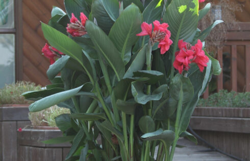 Outdoor spaces are brighter with flowering containers