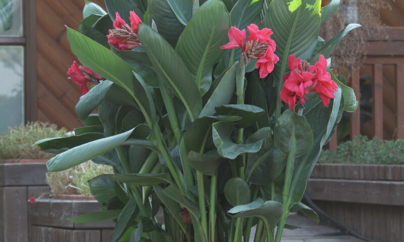 Outdoor spaces are brighter with flowering containers