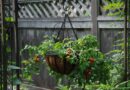 There’s always room to grow tomatoes