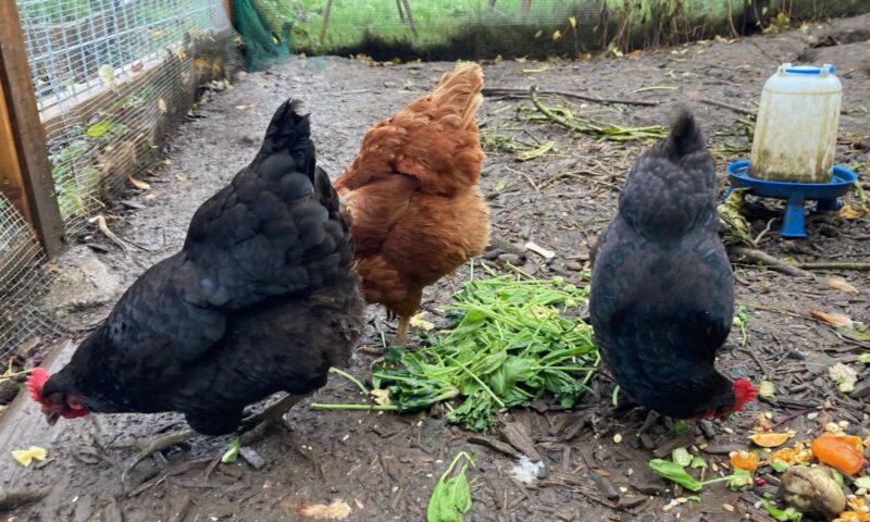 Cracking over high price of eggs? Maybe your own chickens are the solution