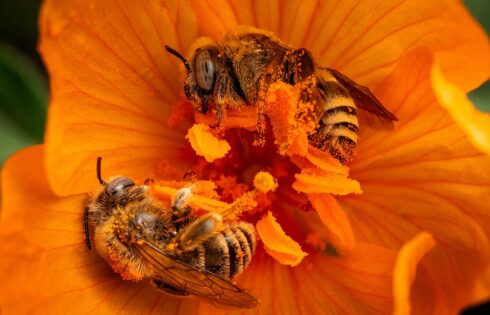 Buzzwords for bees: ‘The right back yard’