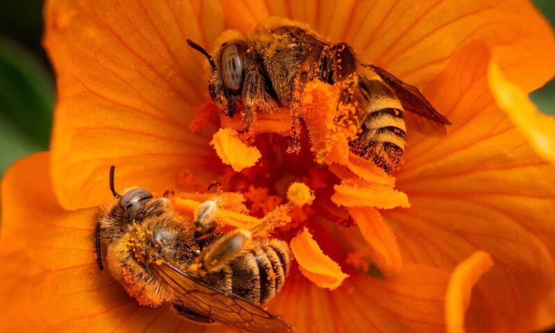 Buzzwords for bees: ‘The right back yard’